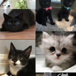 kat (luffys) leos pet